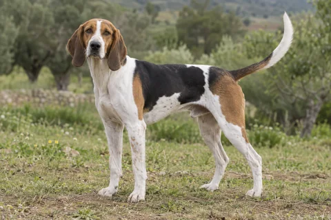AMERICAN FOXHOUND adulto, de pé, com o corpo inteiro visível.