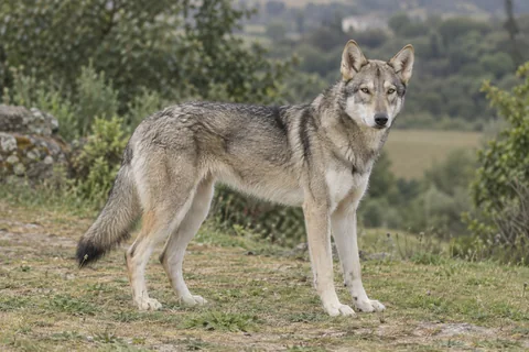 SAARLOOSWOLFHOND adulto, de pé, com o corpo inteiro visível.