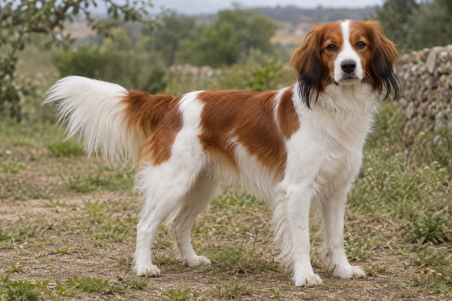 NEDERLANDSE KOOIKERHONDJE adulto, de pé, com o corpo inteiro visível.