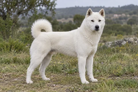 KISHU adulto, de pé, com o corpo inteiro visível.