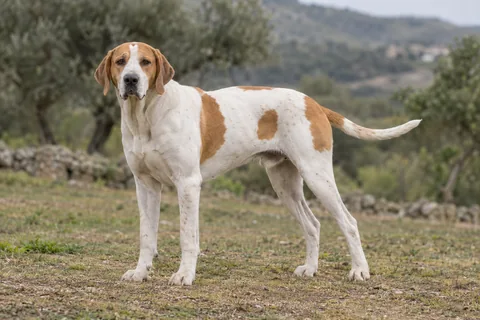 GRAND ANGLO-FRANÇAIS BLANC ET ORANGE adulto, de pé, com o corpo inteiro visível.