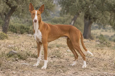 PODENCO CANARIO adulto, de pé, com o corpo inteiro visível.