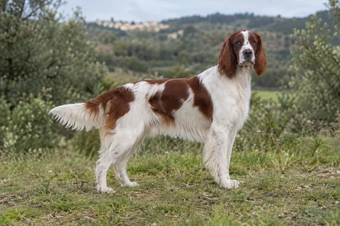 IRISH RED AND WHITE SETTER adulto, de pé, com o corpo inteiro visível.