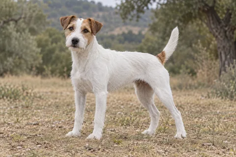 PARSON RUSSELL TERRIER adulto, de pé, com o corpo inteiro visível.