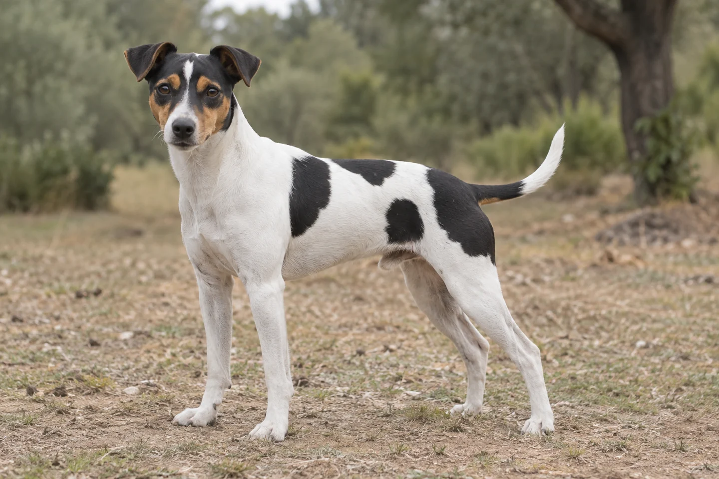 TERRIER BRASILEIRO adulto, de pé, com o corpo inteiro visível.