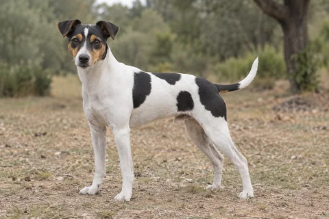 TERRIER BRASILEIRO adulto, de pé, com o corpo inteiro visível.