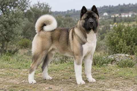 AMERICAN AKITA adulto, de pé, com o corpo inteiro visível.