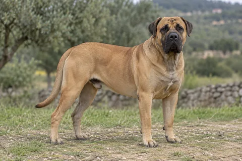 PRESA CANARIO adulto, de pé, com o corpo inteiro visível.