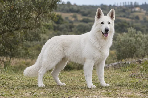 BERGER BLANC SUISSE adulto, de pé, com o corpo inteiro visível.