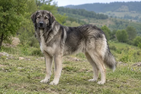 CIOBANESC ROMÂNESC CARPATIN adulto, de pé, com o corpo inteiro visível.