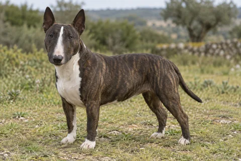 MINIATURE BULL TERRIER adulto, de pé, com o corpo inteiro visível.