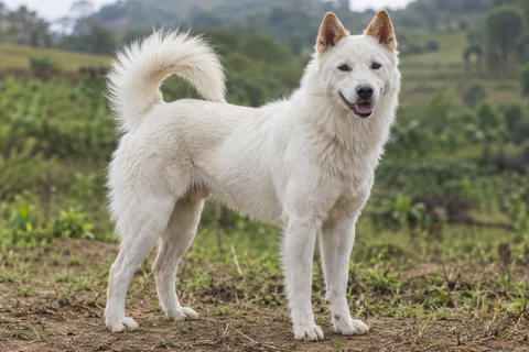 ANJING KINTAMANI-BALI adulto, de pé, com o corpo inteiro visível.