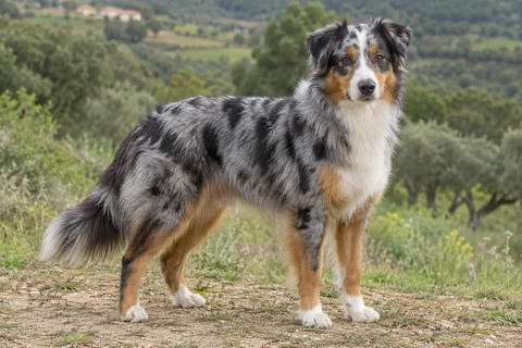 MINIATURE AMERICAN SHEPHERD adulto, de pé, com o corpo inteiro visível.