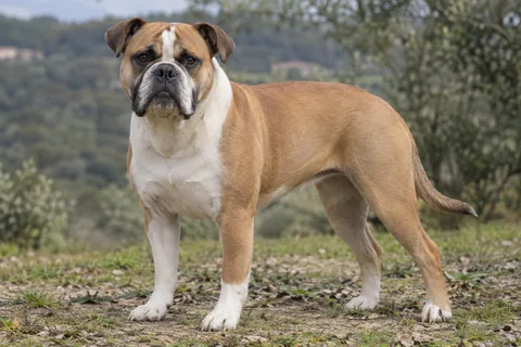 CONTINENTAL BULLDOG adulto, de pé, com o corpo inteiro visível.