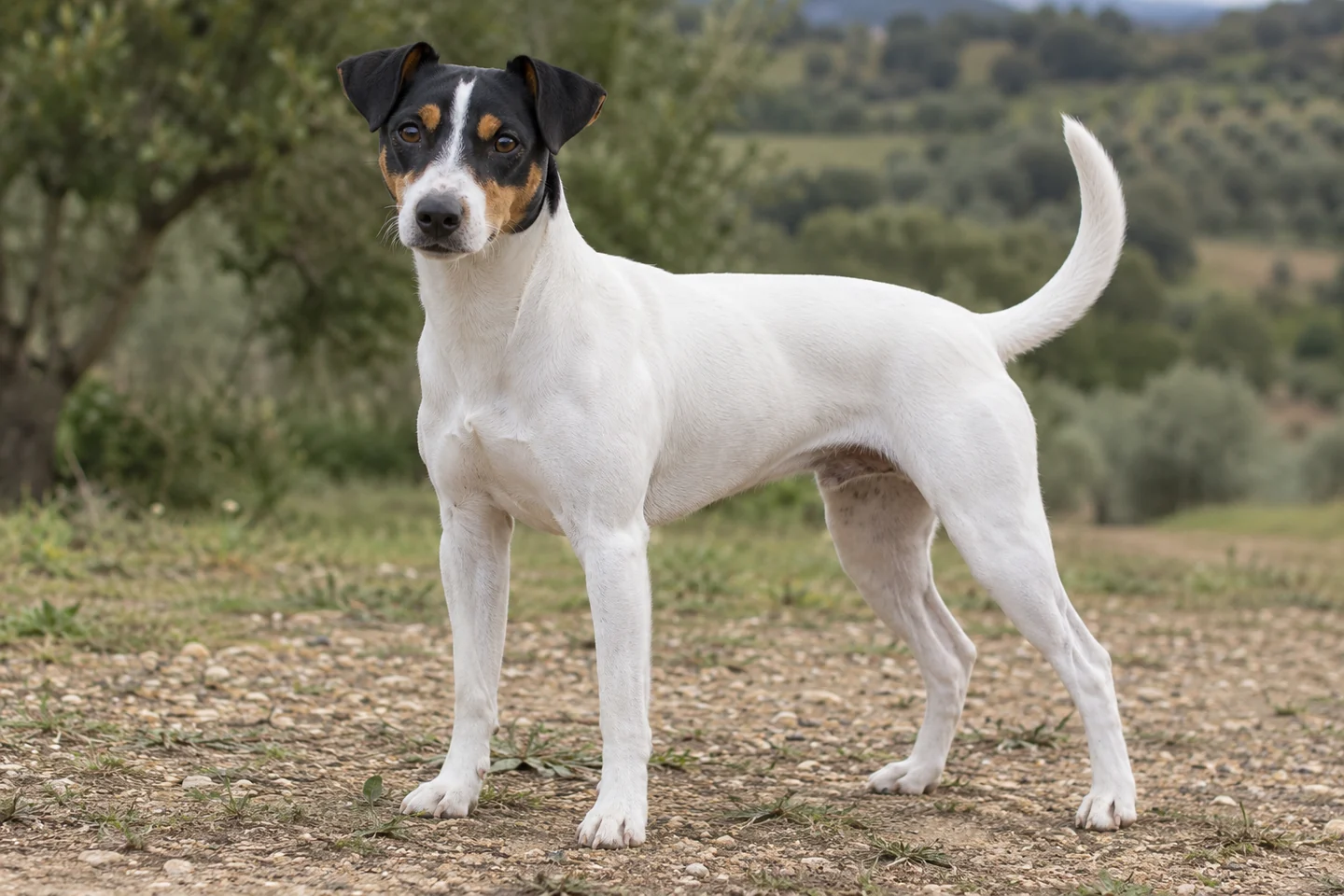 RATONERO BODEGUERO ANDALUZ adulto, de pé, com o corpo inteiro visível.