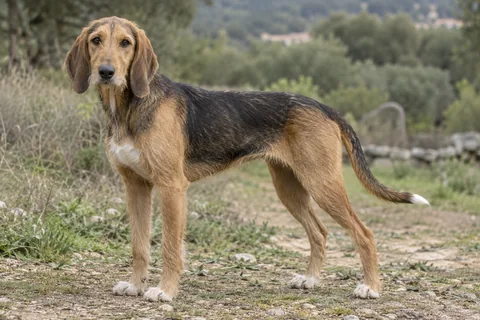 SEGUGIO DELL'APPENNINO adulto, de pé, com o corpo inteiro visível.