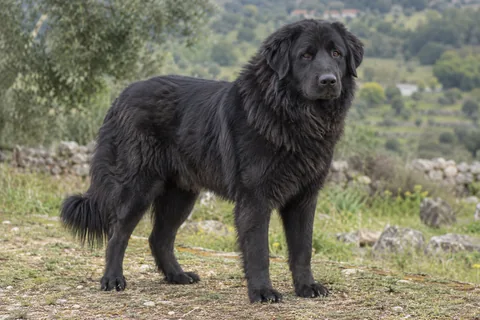 MACEDONIAN SHEPHERD DOG KARAMAN adulto, de pé, com o corpo inteiro visível.